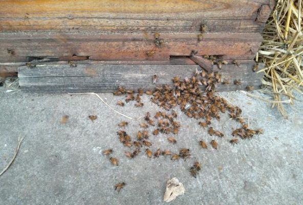 蜜蜂出房是死的（蜜蜂出房是死的还是活的）-第2张图片-新疆蜂业信息网