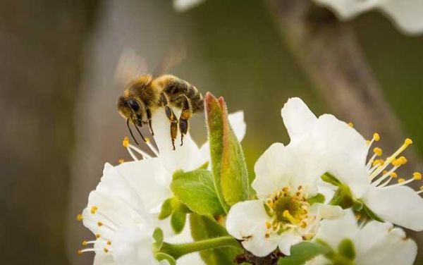 蜜蜂有多少年历史（蜜蜂生存了多少年）-第2张图片-新疆蜂业信息网