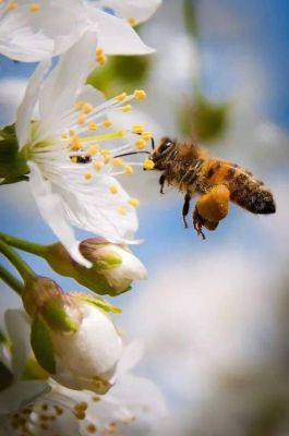 蜜蜂在夏天采蜜吗（蜜蜂是在春天采蜜吗）-第2张图片-新疆蜂业信息网