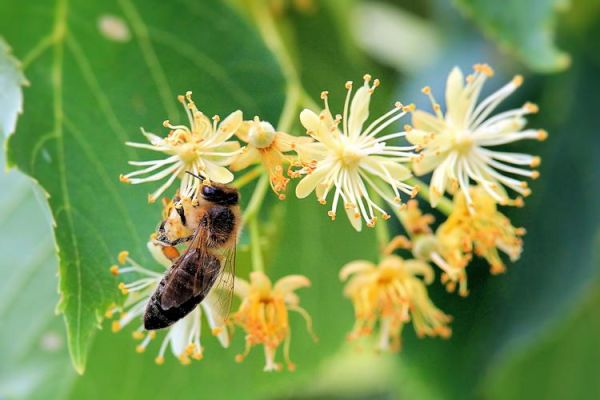 蜜蜂在夏天采蜜吗（蜜蜂是在春天采蜜吗）-第3张图片-新疆蜂业信息网