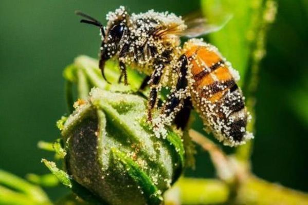 蜜蜂与黑蜂（蜜蜂黑蜂多是怎么回事）-第2张图片-新疆蜂业信息网