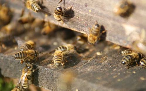 养蜜蜂的专业用语解释（养蜜蜂的专业用语解释是什么）-第3张图片-新疆蜂业信息网