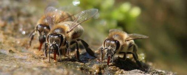 蜜蜂春繁需喂什么营养品（蜜蜂春繁注意事项）-第2张图片-新疆蜂业信息网