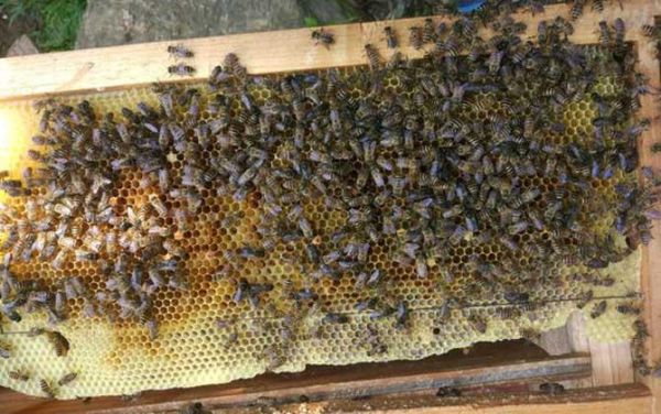 东北冬天蜜蜂（东北蜜蜂室内越冬后期管理）-第2张图片-新疆蜂业信息网