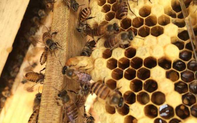 蜜蜂绑子脾（蜜蜂绑脾视频）-第3张图片-新疆蜂业信息网