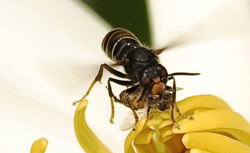 蜜蜂的蜂是第几声（蜜蜂的蜂是几声调）-第2张图片-新疆蜂业信息网