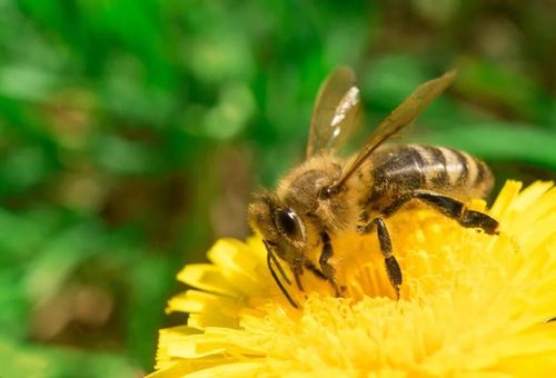 蜜蜂的蜂是第几声（蜜蜂的蜂是几声调）-第1张图片-新疆蜂业信息网