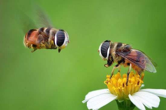 蜜蜂的蜂是第几声（蜜蜂的蜂是几声调）-第3张图片-新疆蜂业信息网